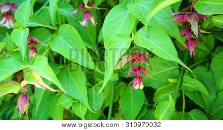 Himalayan Honeysuckle Showy And Bright Flowers And  Green Foliage. Other Names Leycesteria Formosa, 