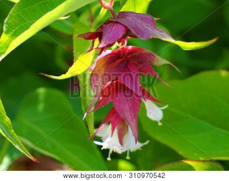 Himalayan Honeysuckle Showy And Bright Flowers And  Green Foliage. Other Names Leycesteria Formosa, 