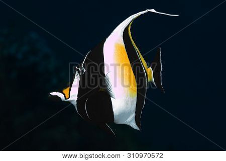 A Morish Idol With Black Background High Detail Close Up Macro