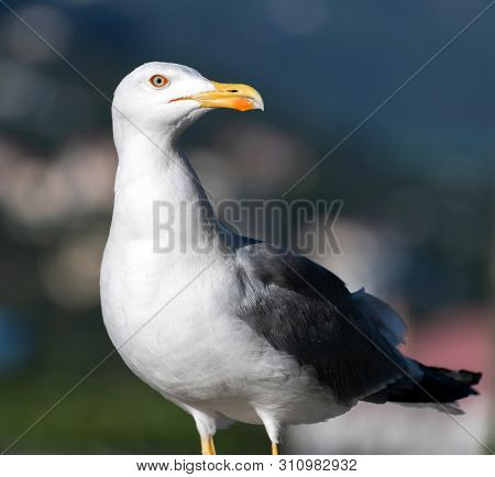 Adult Black And White Seagull In A Nature
