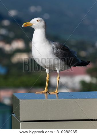 Adult Black And White Seagull In A Nature