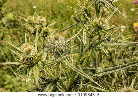 Spiny Wild Flower Wooly Thistle Cirsium Eriophorum