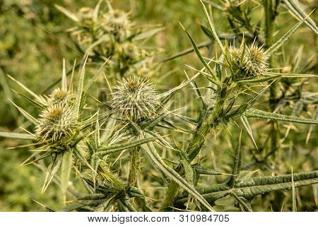 Spiny Wild Flower Wooly Thistle Cirsium Eriophorum