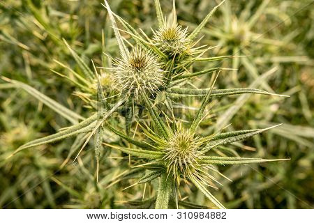 Spiny Wild Flower Wooly Thistle Cirsium Eriophorum
