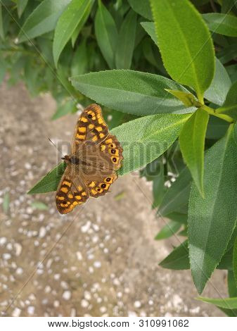 A Quiet Butterfly Resting On A Leaf