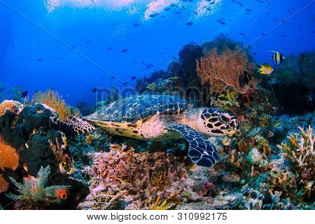 A Beautiful Green Turtle Over Colourful Corals And Blue Water