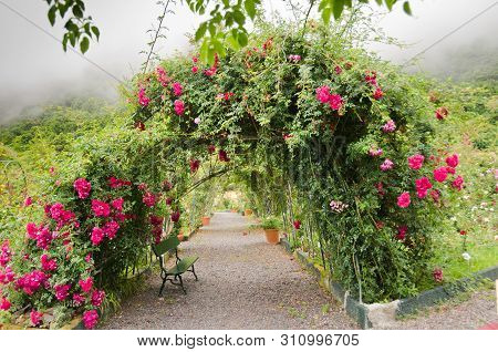 Beautiiful Rose Arch With Many Red Blossoms