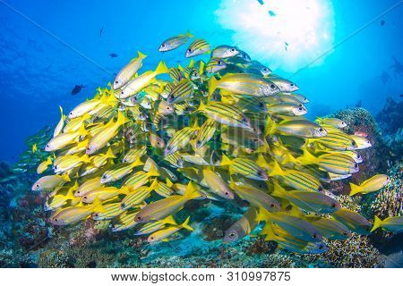 A School Of Tropical Reef Fish Over Corals With Sunburst