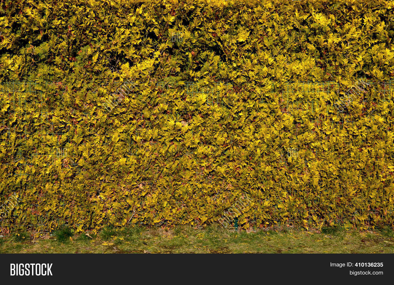 This Conically Growing Image & Photo (Free Trial) | Bigstock