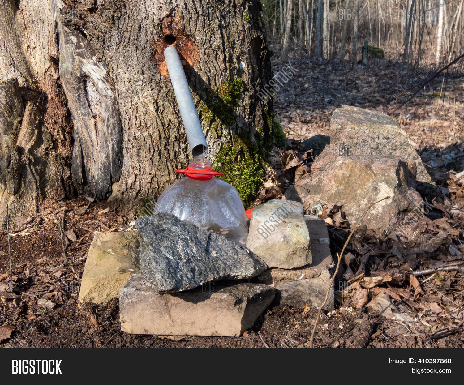 Collecting Sap Trunk Image & Photo (Free Trial) Bigstock