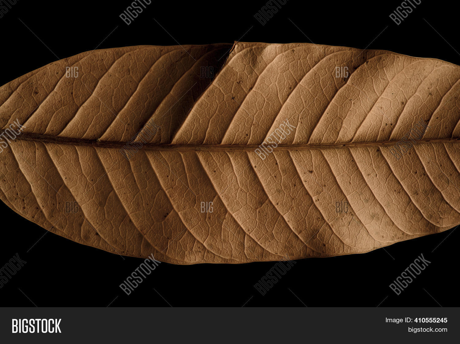 Dry Mango Leaves Image & Photo (Free Trial) Bigstock