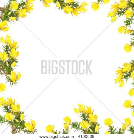 Gorse Flower Beauty