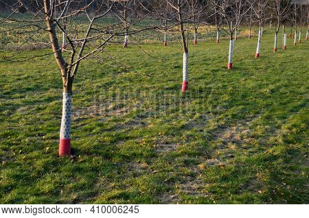 Planting Of A New Orchard, Windbreak, Bio Corridor, Alley Of Fruit Trees. Fixed To The Pole And Fenc
