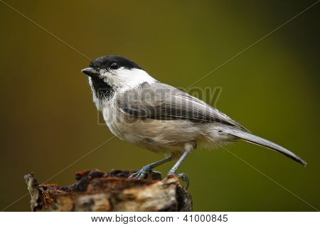 The Willow Tit