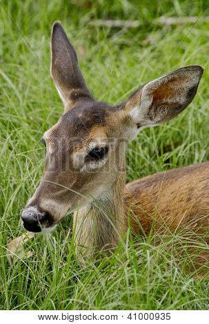 Whitetail Doe