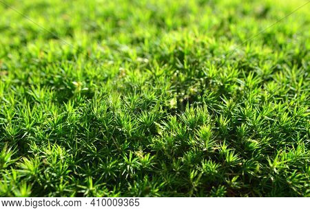 Green moss ( Polytrichum commune ) texture. Nature background.