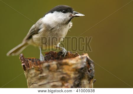 The Willow Tit