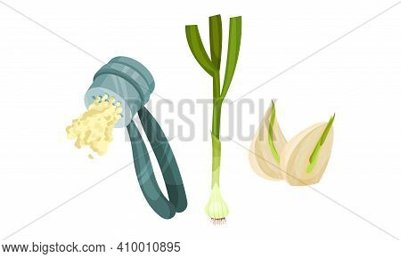 Garlic Cloves Used In Culinary As And Condiment And Garlic Press Vector Set