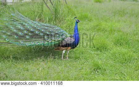 Peafowl Walks On The Green Grass. Beautiful Peacock