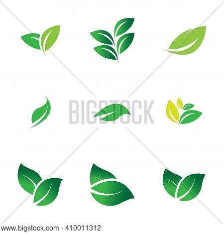 Leaf