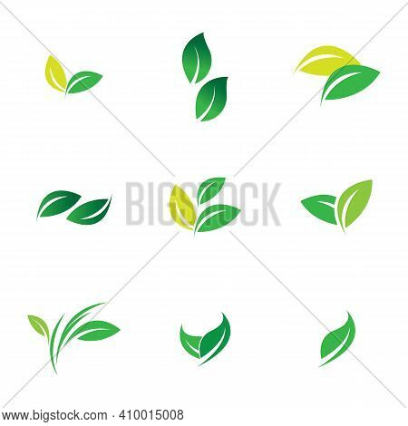 Leaf