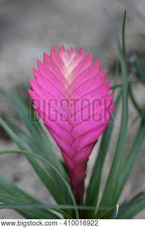 Pink Quil - Latin Name - Tillandsia Cyanea