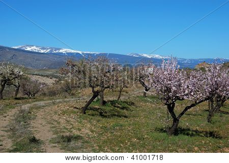 Mandloňových sadů, Sierra Nevada, Andalusie, Španělsko.