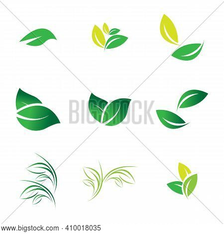 Leaf