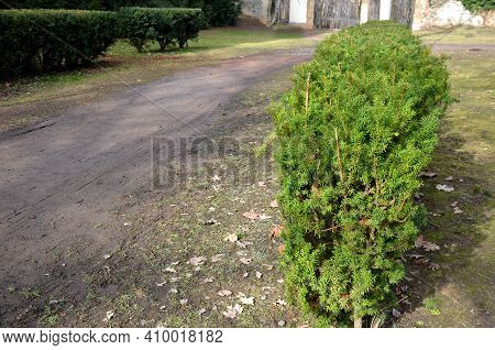 Evergreen Conifer Suitable For Low And High Hedges. It Also Tolerates Shade, Regenerates Well From O
