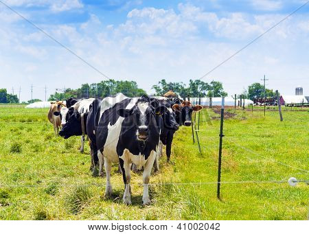 Schwarz und weiß Kühe auf Feld