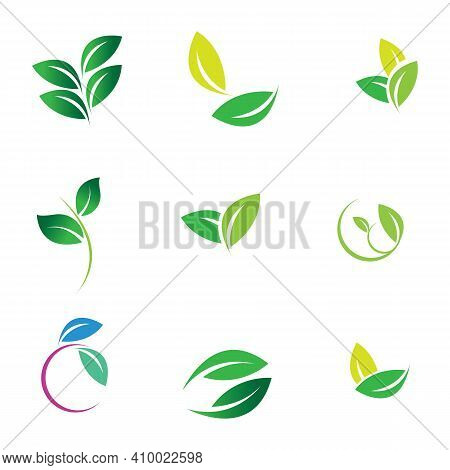 Leaf