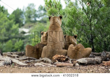 Safari Parkı'nda güzel Aslan