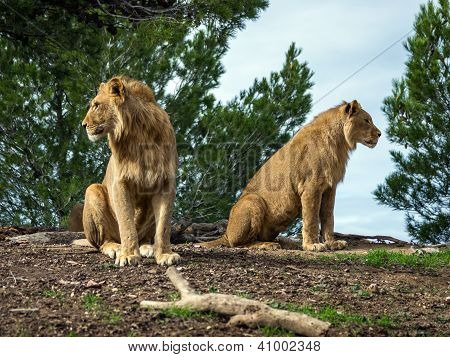 Safari Parkı'nda güzel Aslan