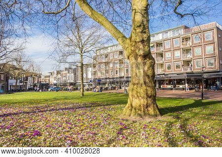 Assen, Netherlands - February 25, 2021: Big Tree Surrounded By Crocuses In A Park In Assen, Netherla