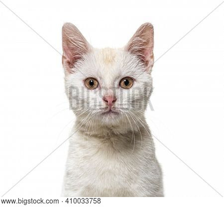 Head shot of a white young Crossbreed cat kitten isolated on white