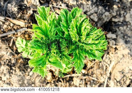 Leaves Of The Plant Borschevik Sosnovsky Close-up In Summer. Young Sprouts And Leaves Without Flower