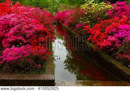 Colourful Red And Pink Rododendron Flowers In Garden, Retro Toned