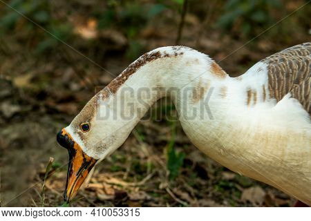 Anserini Is A Tribe Of Ducks Containing The Geese And Swans, Most Ducks Are Sexually Mature At One O
