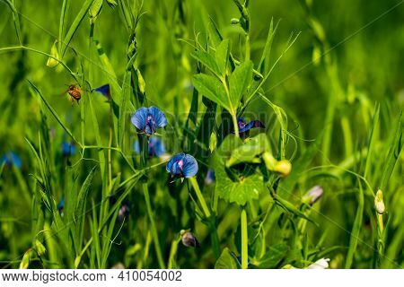 Crimson Flowers And Bee Collecting Honey And Going From The Flower That Called Lathyrus Nissolia, Ha