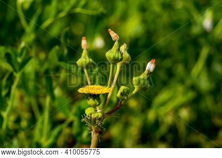 Sow-thistle Or Rough Milk Thistle Yellow Flowers, Flower Buds Growing In Shadowy Hedgerow The Wild F