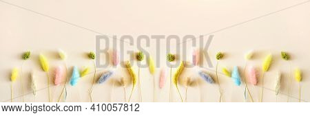 Colored Dry Lagurus Stems On A Soft Beige Background. Long Wide Panoramic. Concept Of Holiday, Birth
