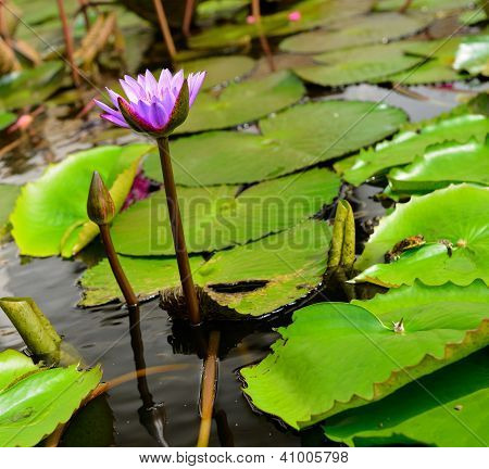 Witte waterlelie Lotus