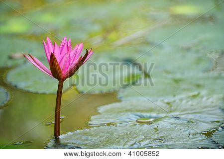 Nymphaea Lotus