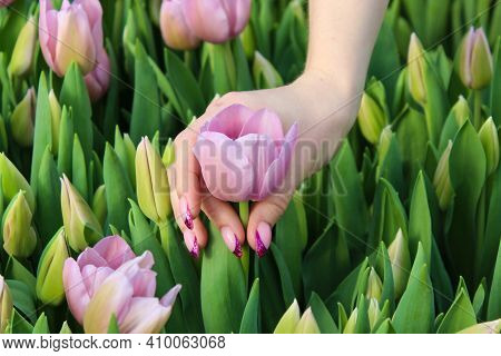 A Woman's Hand With A Beautiful Manicure Tearing Pink Tulip Growing Among Other Colors