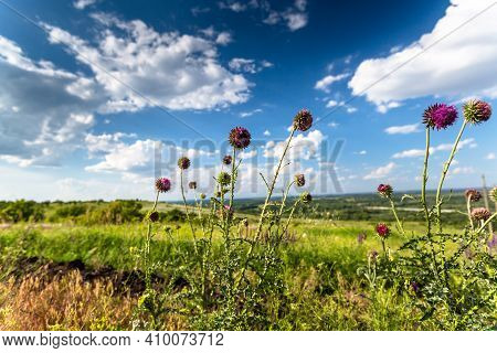 Wilted Thistle Carduus Thoermeri Weinm. Thistle Meadow