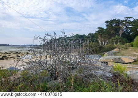 Scenic View Of The Atlantic Coast With Dead Tree On Shore Of English Channel Near Of Pleumeur-bodou 
