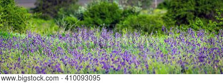 Salvia Or Sage Flowers. Summer Meadow Background.
