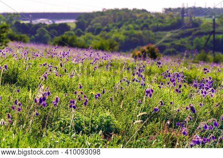 Salvia Or Sage Flowers. Summer Meadow Background.