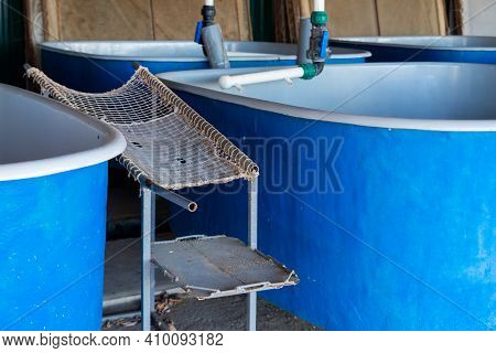 Table For Extracting Sturgeon Caviar From An Adult Fish On Fish Farm.