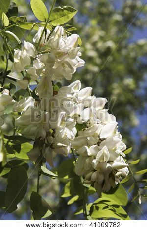 Akasya ağacı çiçek